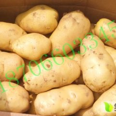 山东滨州荷兰十五土豆