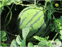 凌海右卫李建宇6月华欣863西瓜