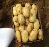 辽宁凌海荷兰十五土豆上市