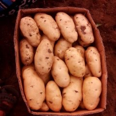 平度郭庄杨军6月荷兰十五土豆