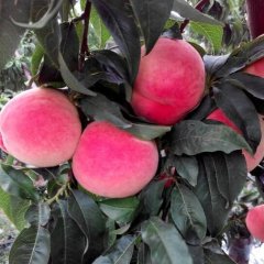 2015满城蜜桃值得出手