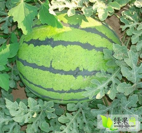 2015年河南通许龙卷风价格