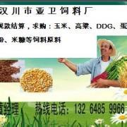 中美合资汉川亚卫饲料厂长期收购干玉米粒