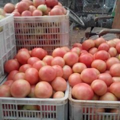 2015东昌府西红柿走过路过不要错过