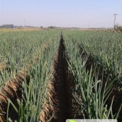 2015禹城大葱抓住商机无限