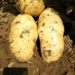 平度土豆价格行情平稳蓼兰刘明文诚信合作