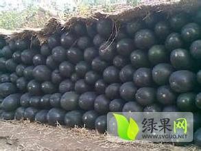 河北清苑大青皮冬瓜长势旺盛