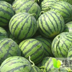 2015大荔西瓜俏销大江南北