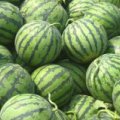 2015大荔西瓜俏销大江南北