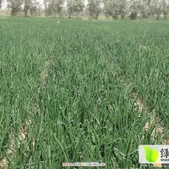 甘肃金昌朱王堡镇黄皮洋葱价格