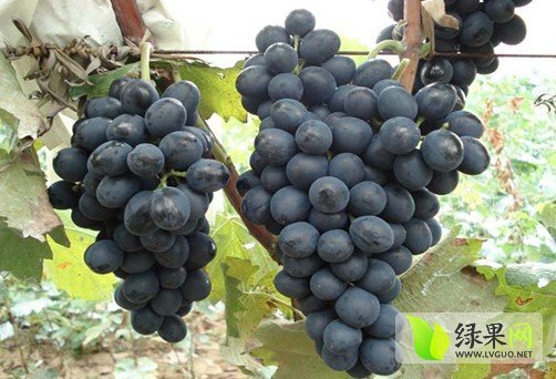 2015年陕西大荔夏黑葡萄价格