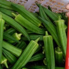 历城临港陈先生6月黄秋葵其他蔬菜