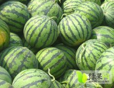 辽宁新民地雷瓜西瓜质量上乘