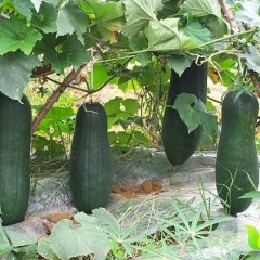 江苏省苏州市一级蔬菜批发市场