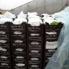 衡水深州潘佳6月维多利亚葡萄