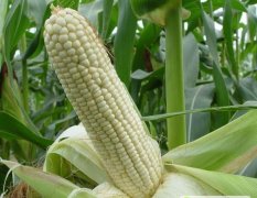 2015新野玉米收购工作全面开展