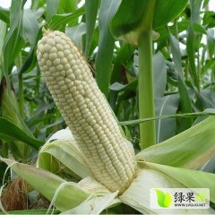 2015新野玉米收购工作全面开展