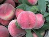 费县五圣孙宗君6月仓方早生蜜桃
