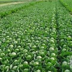 内蒙古赤峰市7月大量优质中甘21号甘蓝