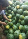 2015宜城西瓜现在订货有惊喜