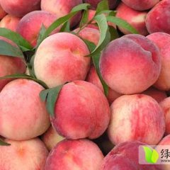 2015尉氏松森蜜桃不要错过哦