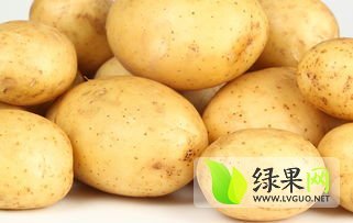 凌海-土豆-火爆-上市