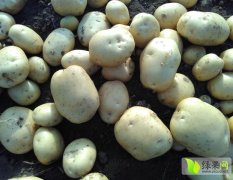 2016年昌黎土豆有下滑趋势