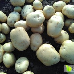 2016年昌黎土豆有下滑趋势