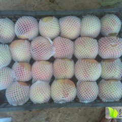 2015大荔油桃价格波动不大