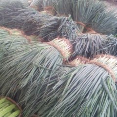 山东郯城小葱大葱假一赔十