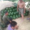 河北清苑京欣西瓜早买早赚