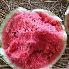 河北清苑久一91西瓜欢迎合作