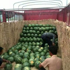 大荔京欣西瓜批发行情 优质京欣西瓜价格
