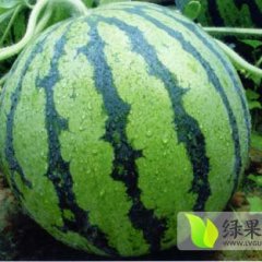 陕西大荔京欣西瓜欢迎合作