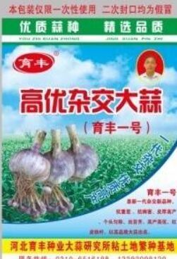 2017年河北大名优质杂交蒜种价格