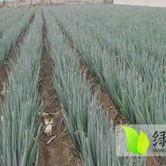 山东安丘常年供应铁杆大葱