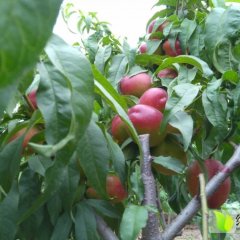 馆陶苹果梨随行就市,柴堡李可诚信合作