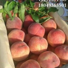 大荔蜜桃营养丰富,范家张小虎诚信合作