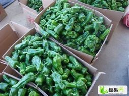 2015金乡辣椒再不来就没机会了！