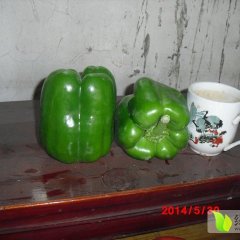 平阴蔬菜网种植基地1500亩大棚甜椒