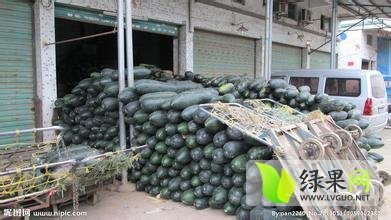 山东郯城子弹头黑皮冬瓜聚焦市场