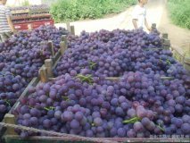 山东东昌府藤稔葡萄价格行情平稳