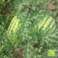 沾化久山花立贞6月西农八号西瓜