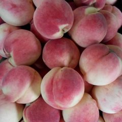 2015满城蜜桃收购工作全面开展