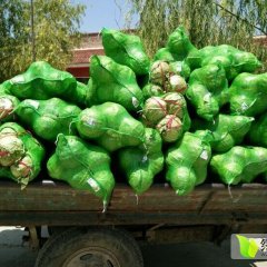 九原甘蓝著名品种,麻池张志军诚信合作