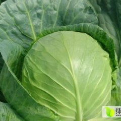 山西榆次球茎甘蓝质量上乘