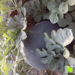 陕西蒲城黑无籽西瓜品种优良