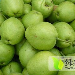 陕西大荔酥梨何去何从