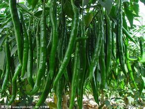 河南中牟线椒辣椒价格便宜