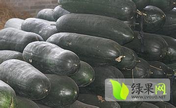 中牟韩寺李经理6月子弹头黑皮冬瓜